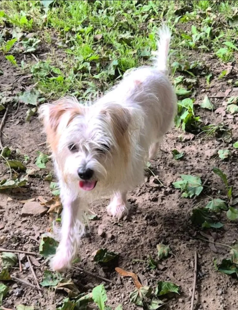 A young small-sized female Maltese dog named Princess for adoption in Hamburg, NY