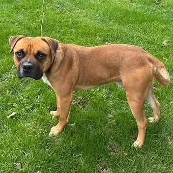 An adult medium-sized male Mixed Breed dog named Frog for adoption in Racine, WI