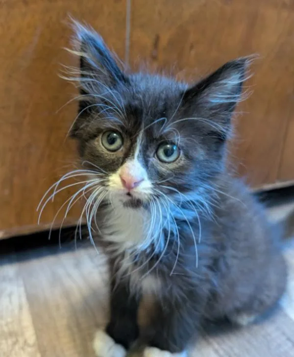 A baby small-sized female Domestic Short Hair cat named Boots for adoption in Vancouver, WA