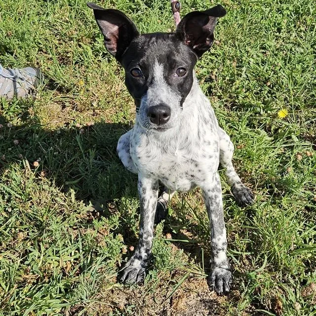 A young medium-sized male Border Collie dog named Leo for adoption in Camarillo, CA