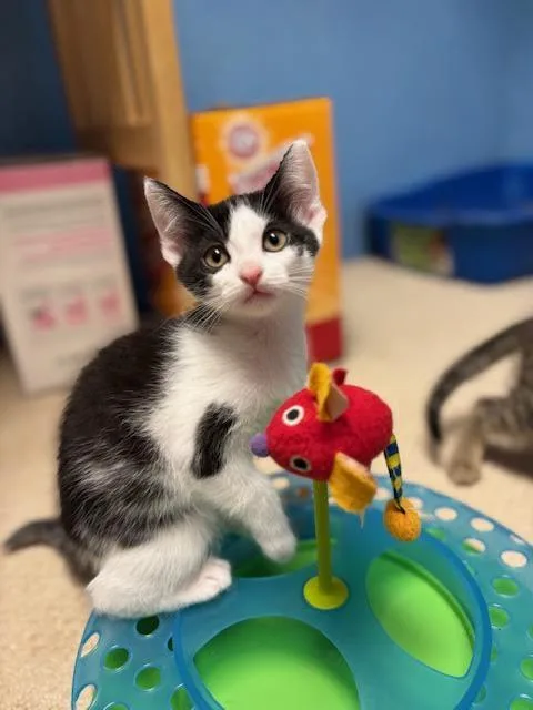 A baby medium-sized female Black & White / Tuxedo Domestic Short Hair cat named Cherry Willow Grove for adoption in Greenville, DE