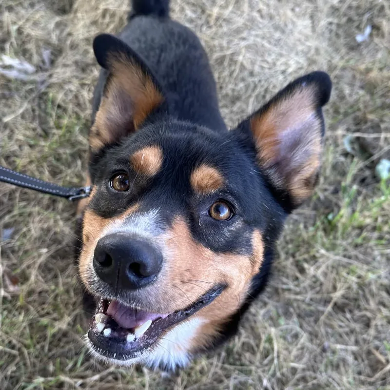 Bernie