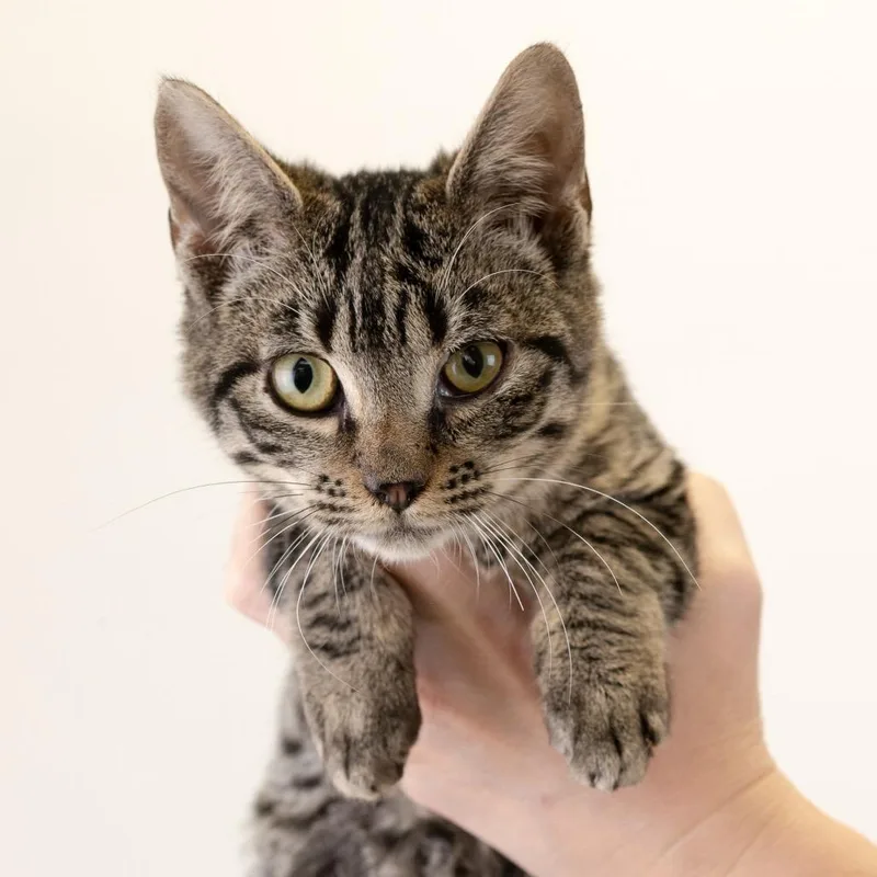 A baby small-sized male Brown / Chocolate Domestic Medium Hair cat named Antonie for adoption in Buffalo, MN