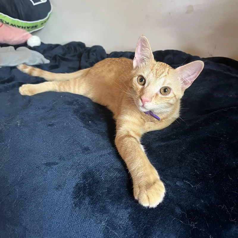 A baby small-sized male Tabby cat named Otis for adoption in Melrose, MA