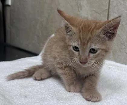 A baby small-sized female Domestic Short Hair cat named Flor for adoption in Honolulu, HI