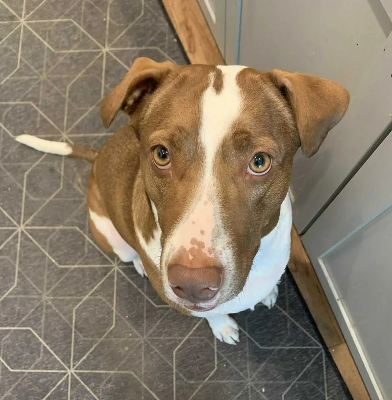 Penelope thumbnail 2