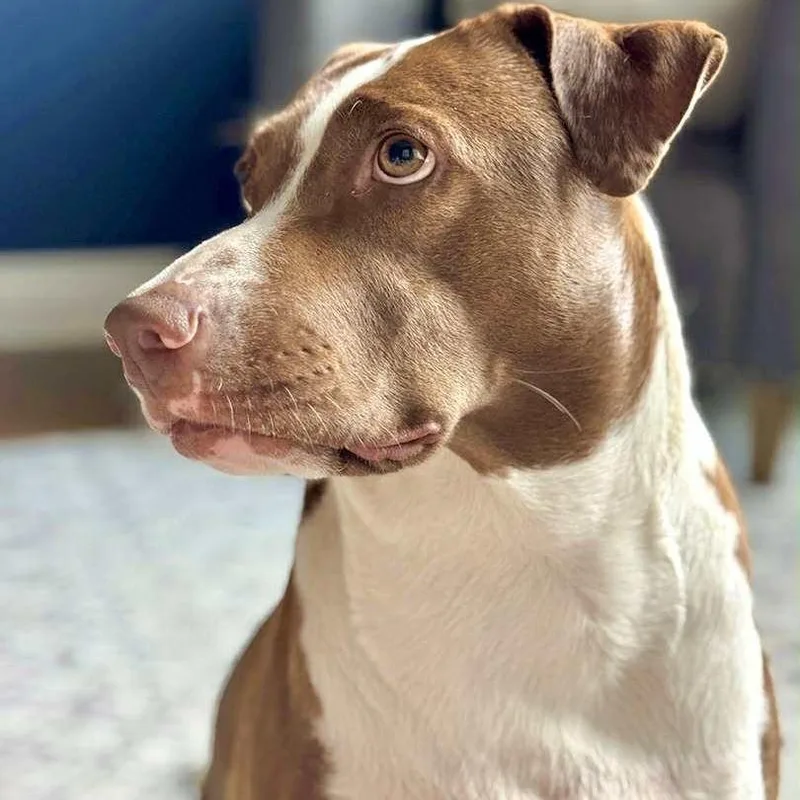 Penelope thumbnail 3