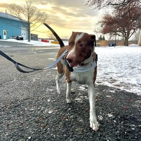 Penelope thumbnail 4