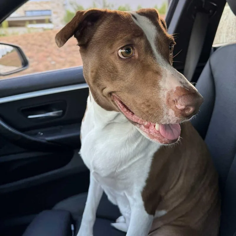 Penelope thumbnail 5