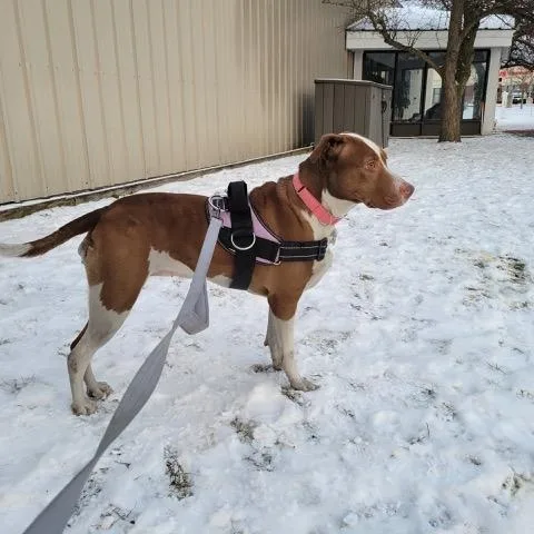 Penelope thumbnail 6