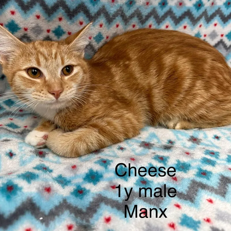A young small-sized male Manx cat named Cheese for adoption in New Tazewell, TN