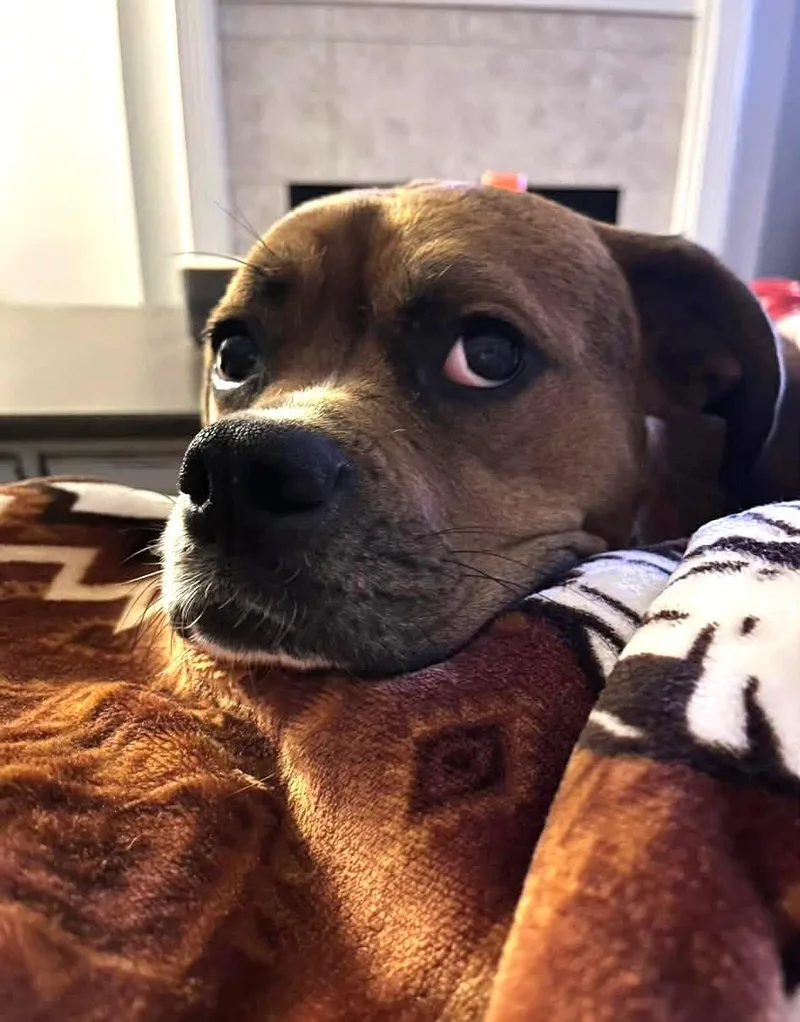 Maple Jc In Ms thumbnail 2