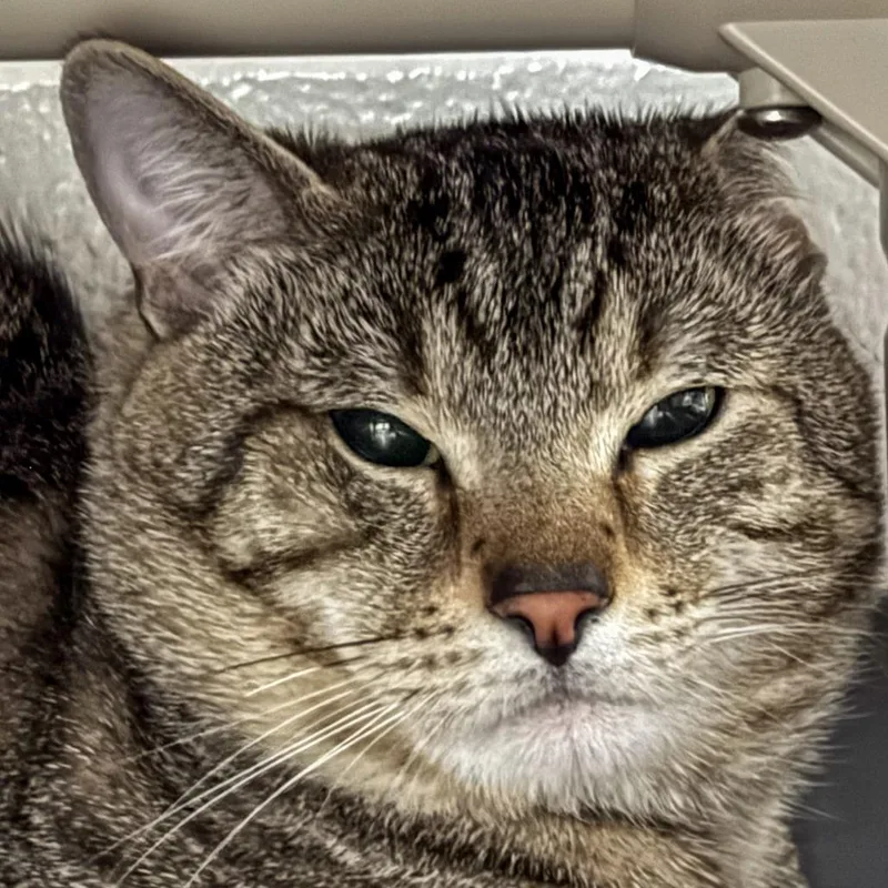 A young large-sized male Brown / Chocolate Domestic Short Hair cat named Fernandez Bonded W Astro for adoption in Kennebunk, ME