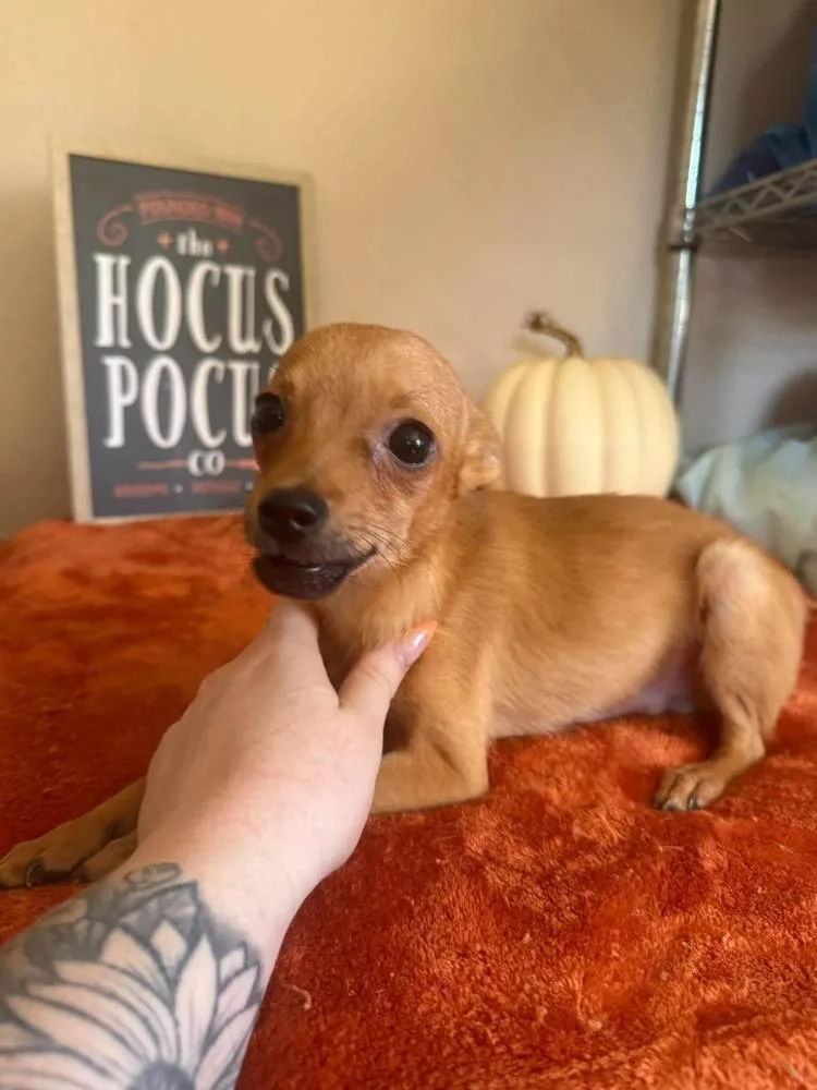 A baby small-sized male Chihuahua dog named Meep for adoption in Groveland, MA