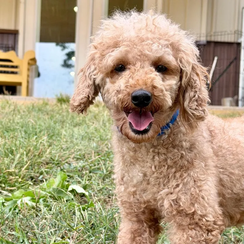 An adult small-sized male Red / Chestnut / Orange Poodle (Toy) dog named Phoenix Missouri for adoption in Peyton, CO