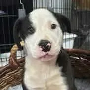 A baby medium-sized male Bulldog dog named Oreo Cookie for adoption in Andover, MA