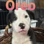 Oreo Cookie thumbnail 4