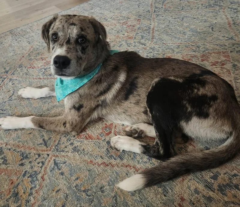 A baby medium-sized female Australian Shepherd dog named Callie for adoption in Piney Flats, TN