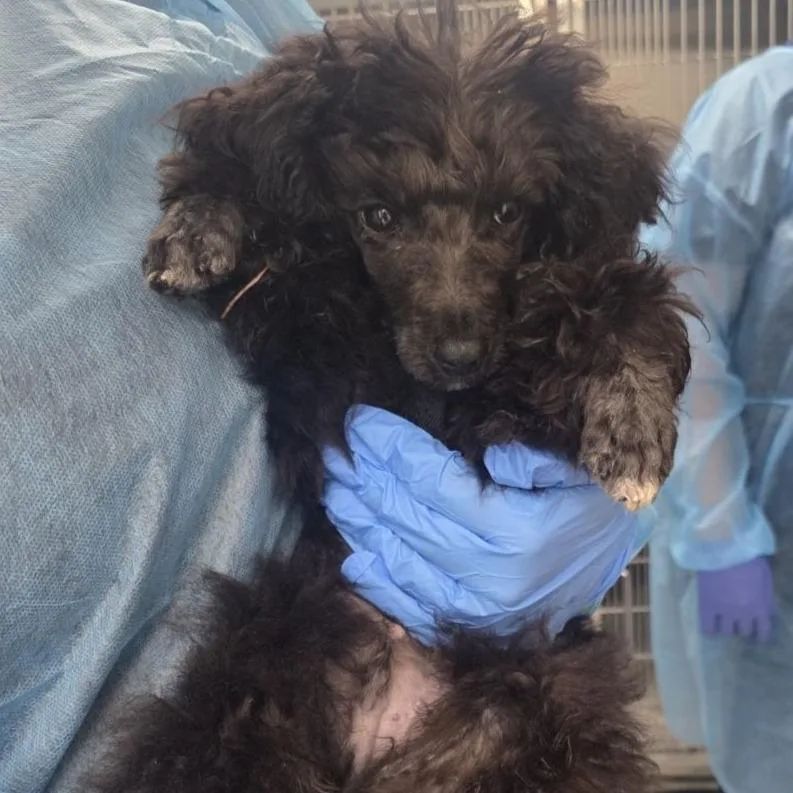 A baby medium-sized male Brown / Chocolate Poodle dog named Maxey for adoption in West Chester, PA
