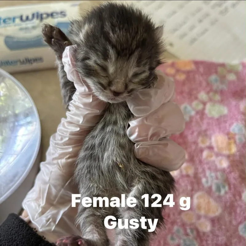 Gusty thumbnail 3