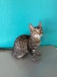 A young medium-sized male Tabby (Brown / Chocolate) Domestic Short Hair cat named Nico for adoption in Chico, CA