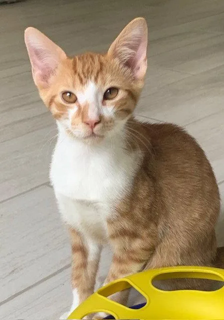A baby medium-sized male Orange / Red Domestic Short Hair cat named Summer for adoption in Wesley Chapel, FL