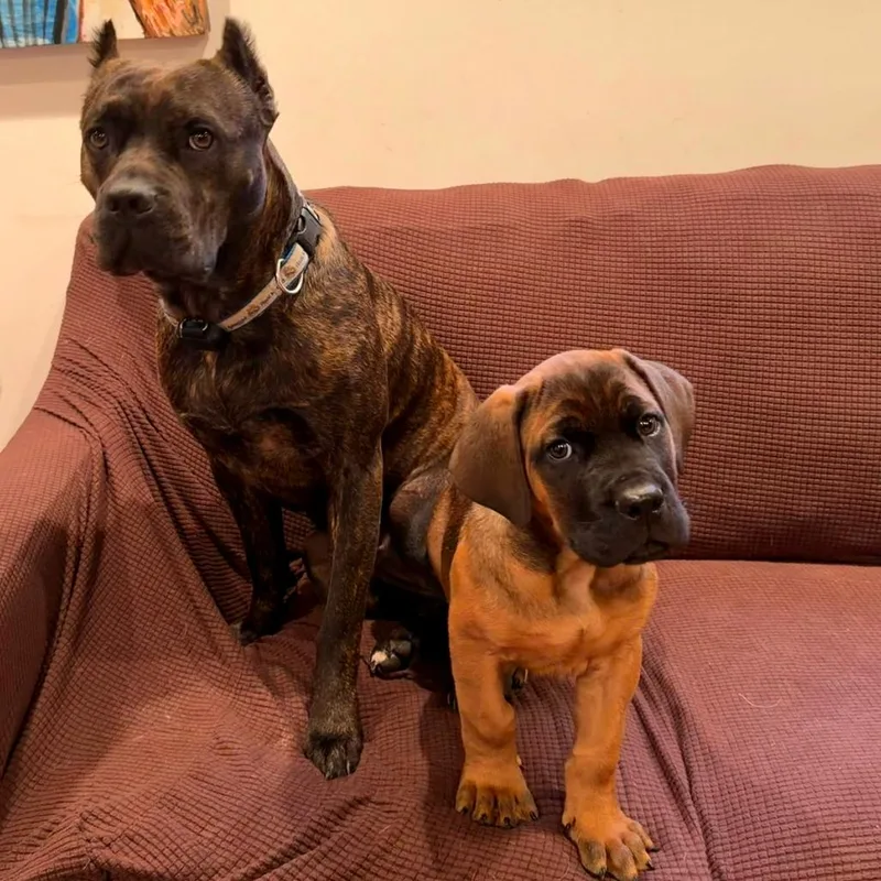 A baby large-sized male Mastiff dog named Atlas for adoption in Point Richmond, CA