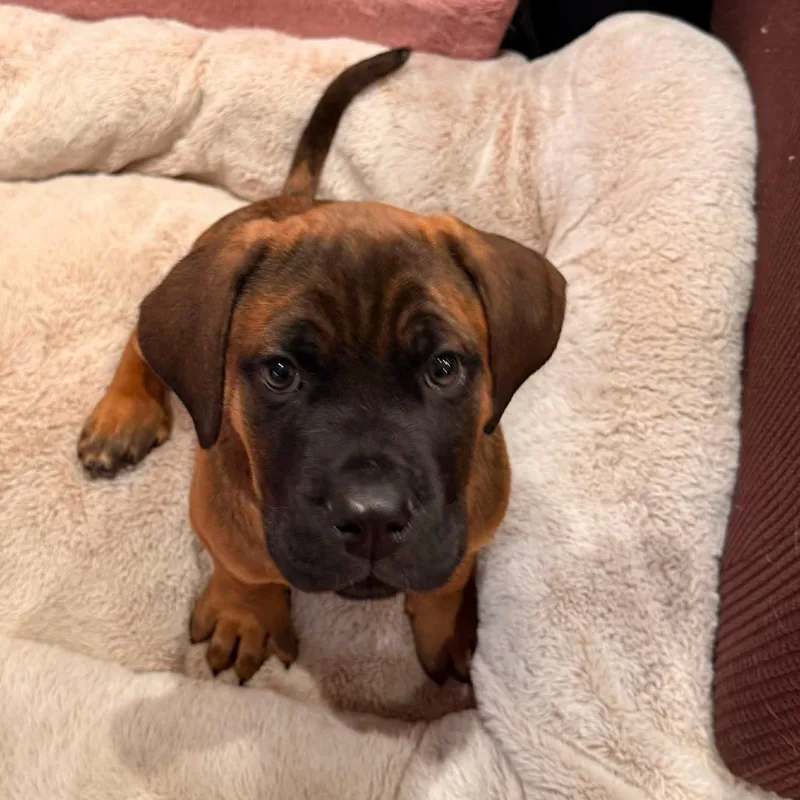 Atlas thumbnail 3