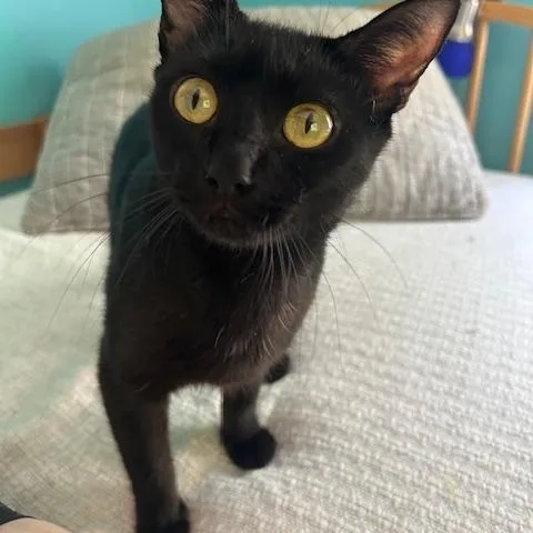 A young medium-sized female Black Domestic Short Hair cat named Venus for adoption in St Leonard, MD