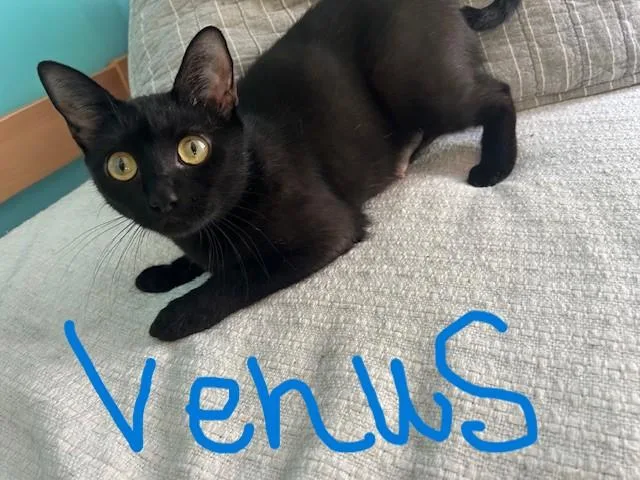 Venus thumbnail 2