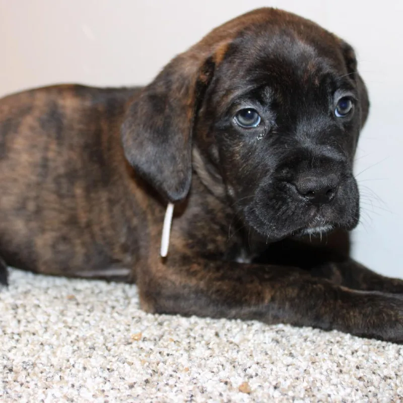 A baby extra large-sized female Brindle Mastiff dog named Winnie for adoption in Phoenix, AZ