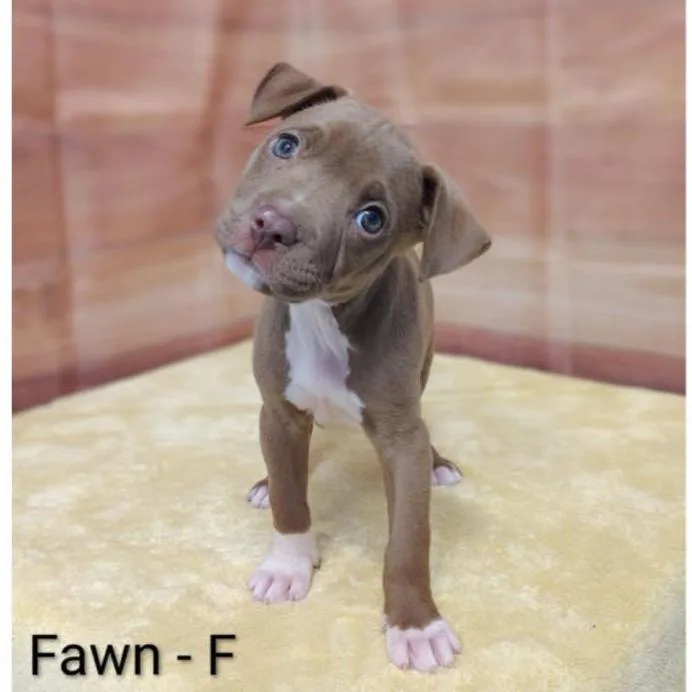 Fawn thumbnail 4