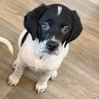 A baby medium-sized female White / Cream Mixed Breed dog named Sequoia for adoption in Fredericksburg, VA