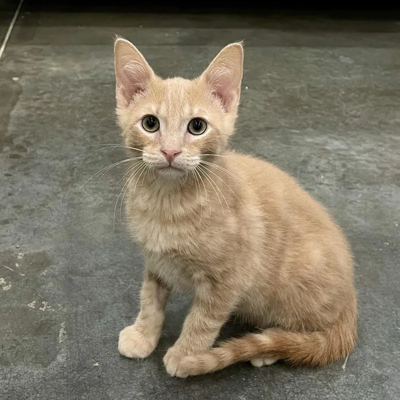 Marmalade