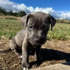 A baby medium-sized male Pit Bull Terrier dog named Caesar for adoption in Amity, OR