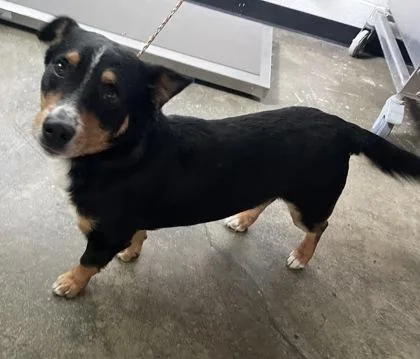 An adult medium-sized male Pembroke Welsh Corgi dog named Wellyu for adoption in Sacramento, CA