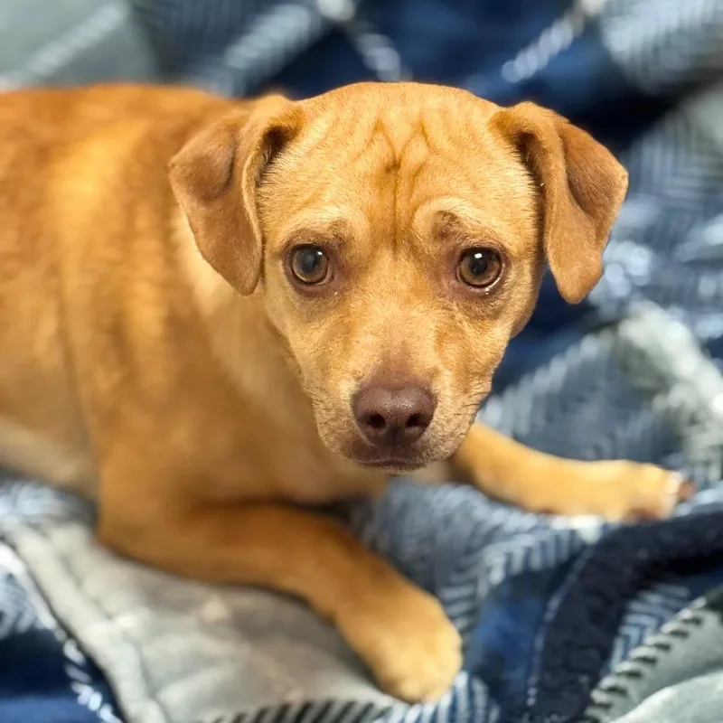 An adult small-sized male Yellow / Tan / Blond / Fawn Chihuahua dog named Juan for adoption in Santa Barbara, CA