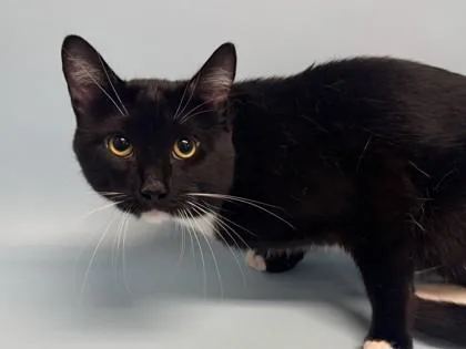 A young small-sized male Domestic Short Hair cat named Eggroll for adoption in Golden Valley, MN