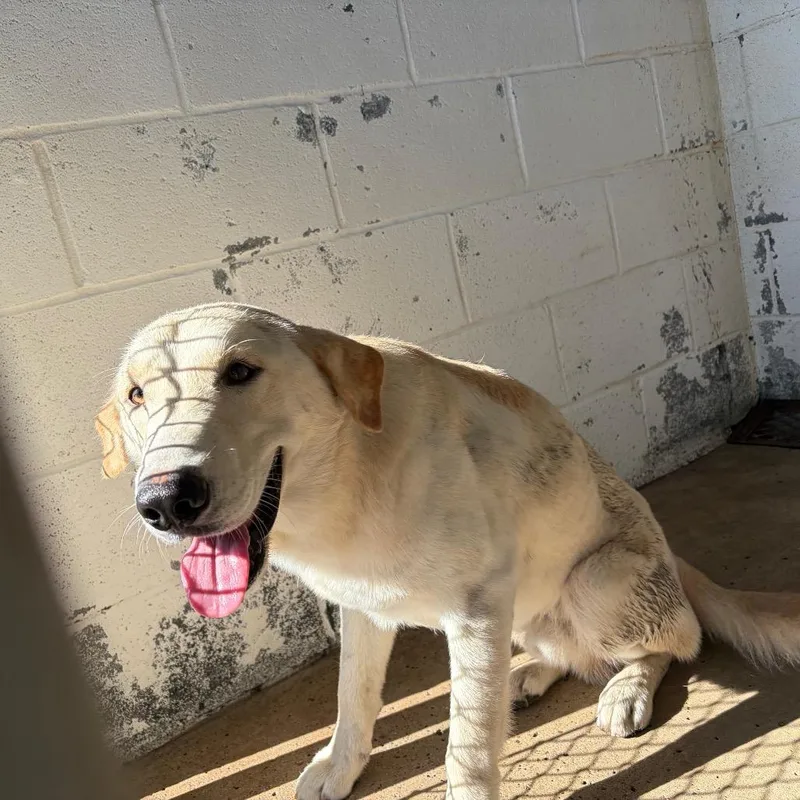 An adult medium-sized male Labrador Retriever dog named Cody for adoption in Edinburg, TX