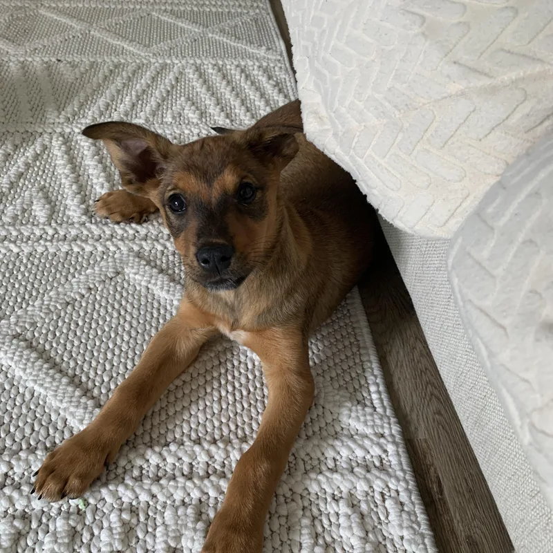 A baby medium-sized female Bicolor Shepherd dog named Sol for adoption in San Diego, CA