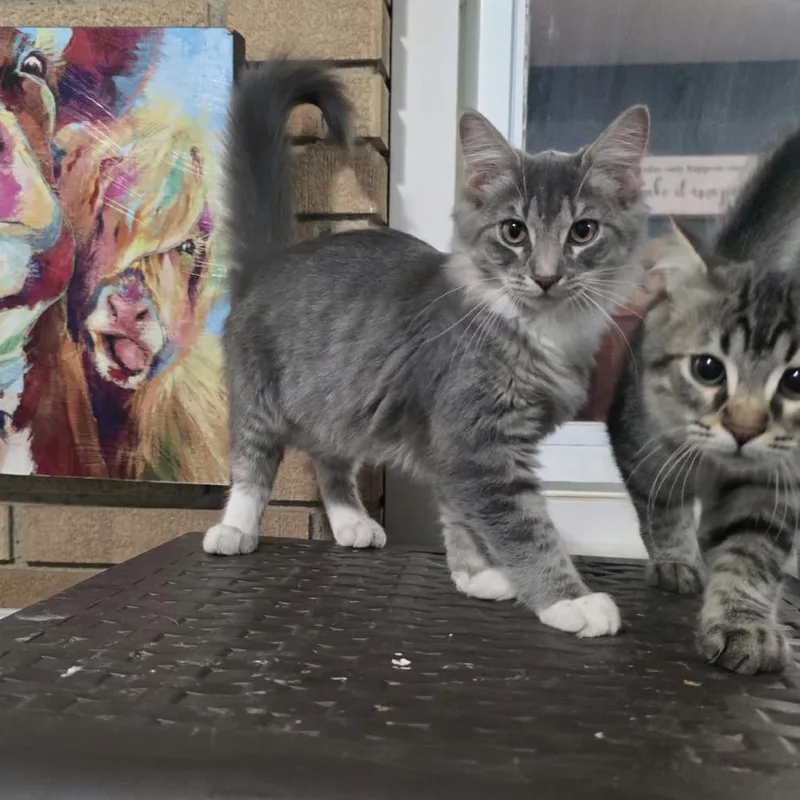 A baby small-sized female Domestic Medium Hair cat named Tiffany for adoption in Coralville, IA
