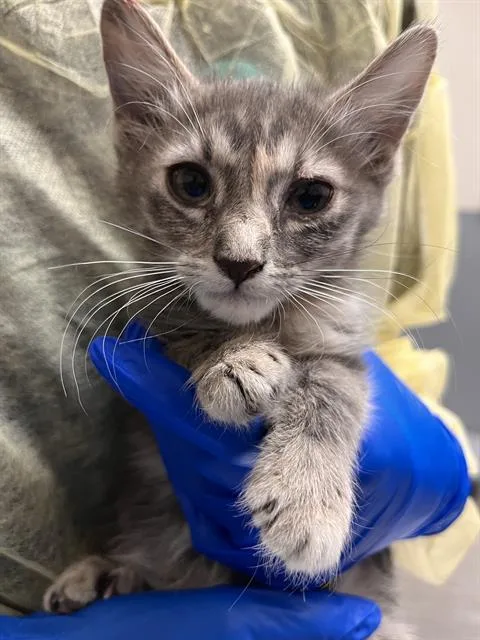 A baby small-sized female Domestic Short Hair cat named Janice for adoption in Las Vegas, NV