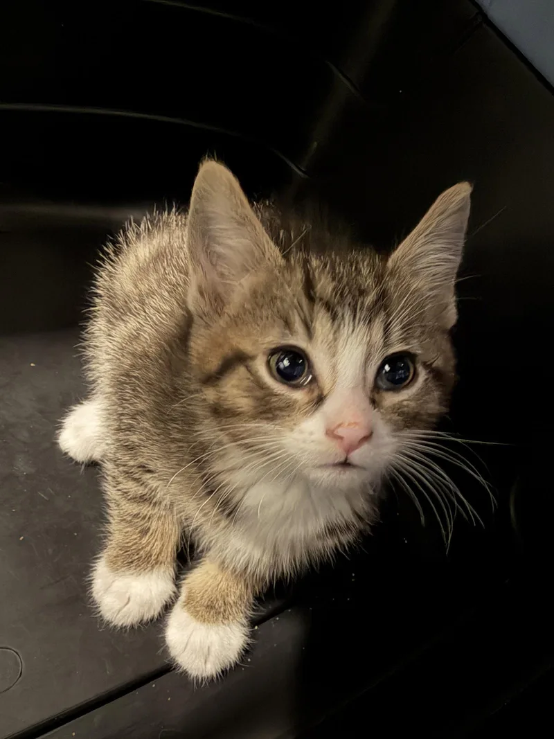 A baby medium-sized male Domestic Short Hair cat named Water Hazard for adoption in Wheaton, IL