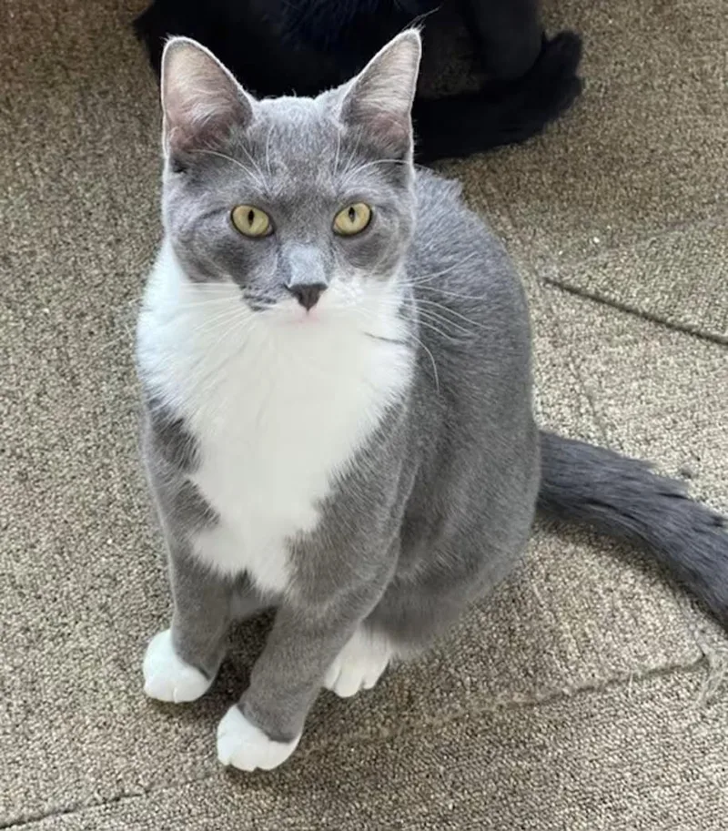 Peppermint thumbnail 2