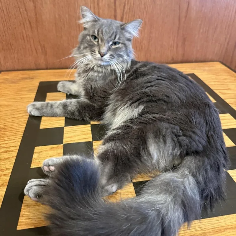 Callaway C thumbnail 3