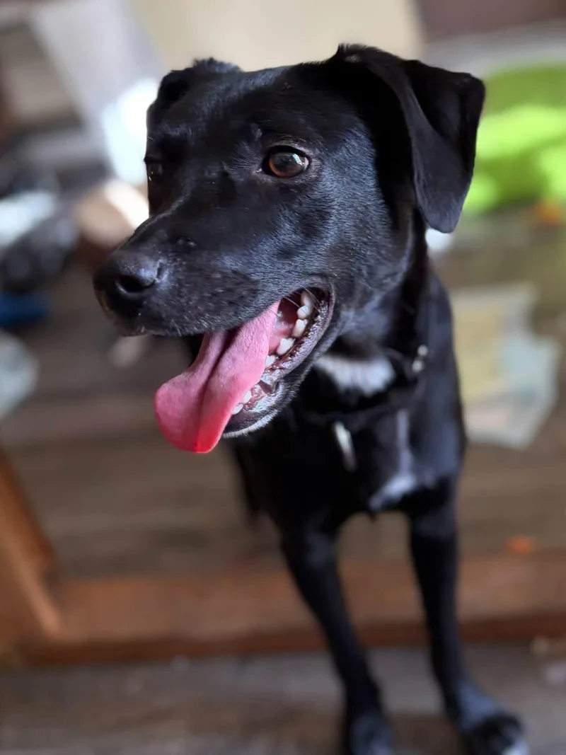 A young medium-sized female Black Labrador Retriever dog named Violet for adoption in Monticello, NY