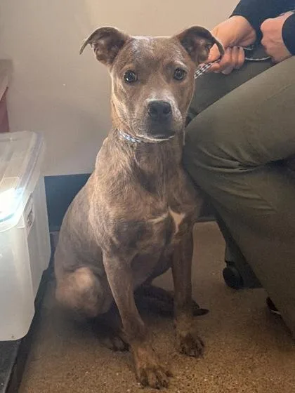 A baby medium-sized female Pit Bull Terrier dog named Nicolet for adoption in Cleveland, OH