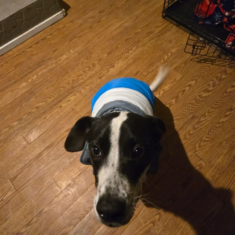 A young medium-sized male Black Mixed Breed dog named Clifford for adoption in Broken Arrow, OK