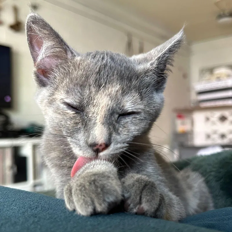 A baby small-sized female Dilute Tortoiseshell cat named Poppy for adoption in Phoenix, AZ