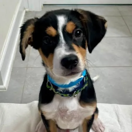 A baby small-sized male Black Mixed Breed dog named Zander for adoption in Fredericksburg, VA